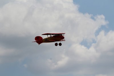 Anteprima 2 di Albatros