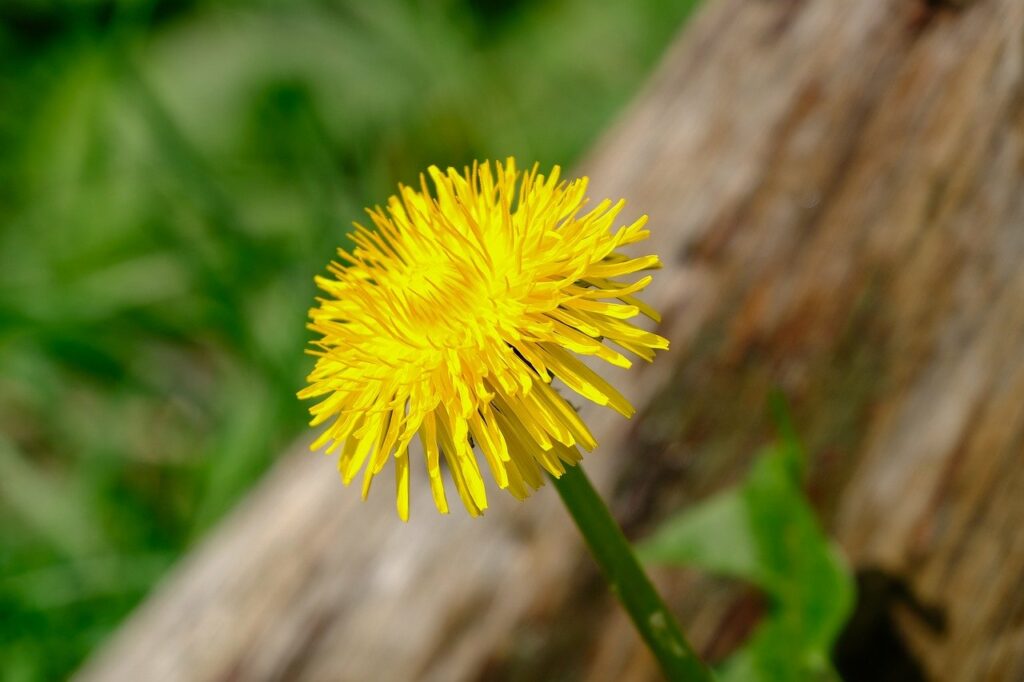 dandelion, flower, flower wallpaper-8753999.jpg